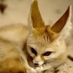 Fennec
