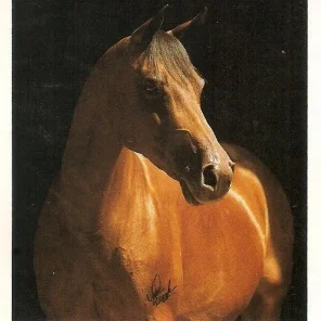 Comar Azdeyna