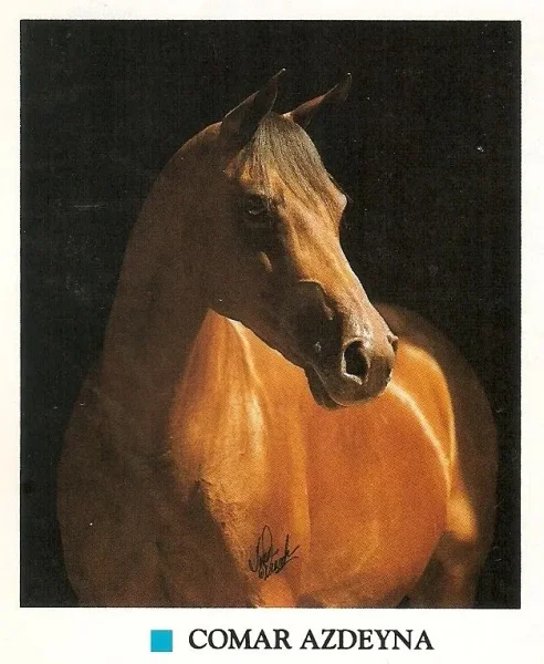 Comar Azdeyna