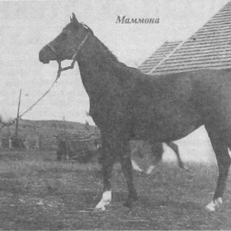 Mammona