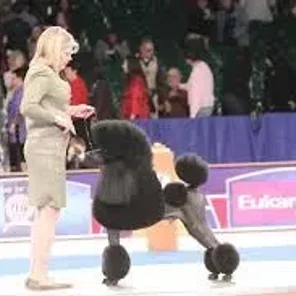 GETTING STARTED SHOWING YOUR DOG, AKC