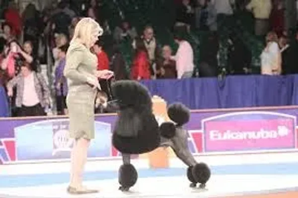 AKC Dog Show