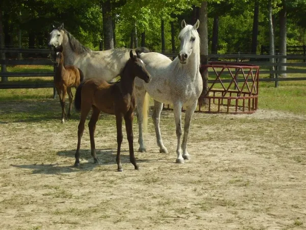 Luxemere Patrician as a foal with his famous dam TA Jihana Bey.