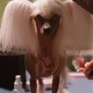 Crested Tzu (Designer Dog)