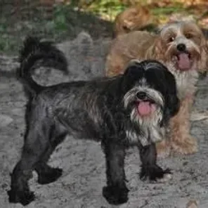 Kobetan (Designer Dog)