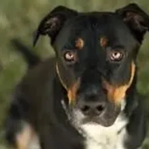 Bernese Rottie (Designer Dog)