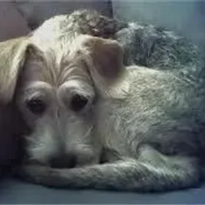 Schneagle (Designer Dog)