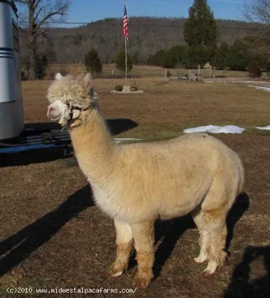 SPA Alpacas Escada