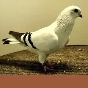 Damascene Pigeon
