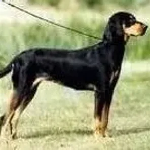 Montenegrin Mountain Hound