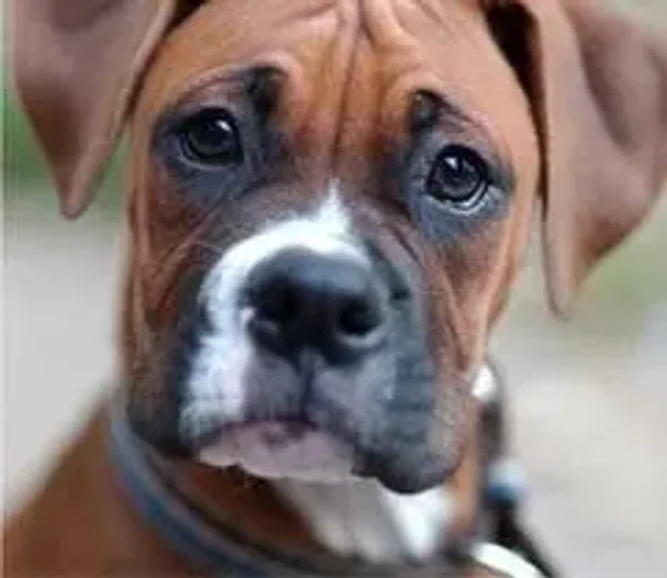 Buoyant Boxer