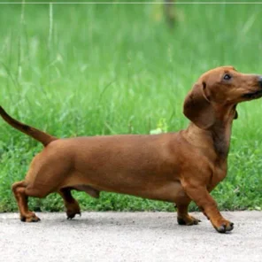 20 Low Maintenance Dog Breeds For You - Part I