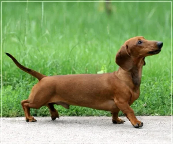If you have always longed to have a canine pet and have not been able to do so because of lack of time, then think again. There are a few Low Maintenance Dog Breeds.
