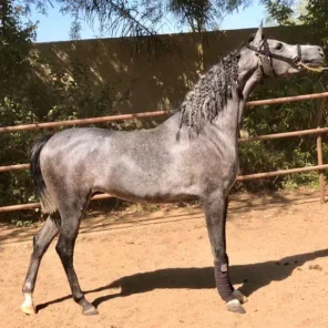 Luxemere Lavender