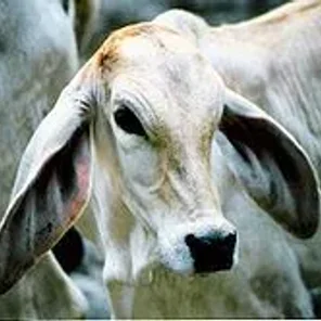 Cow Tales