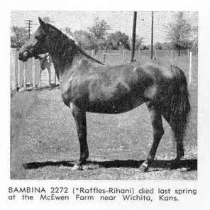 Bambina