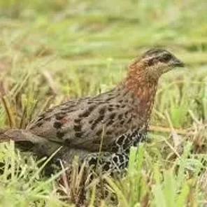 Mountain Bamboo Partridge