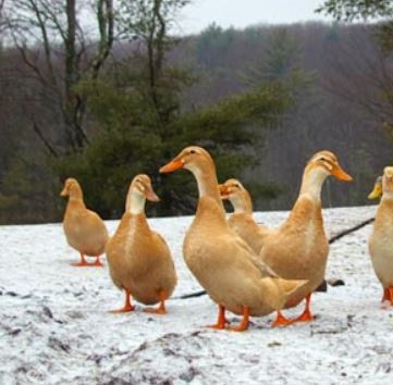 So what's a Saxony Duck you might ask!