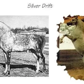 *SILVER DRIFT