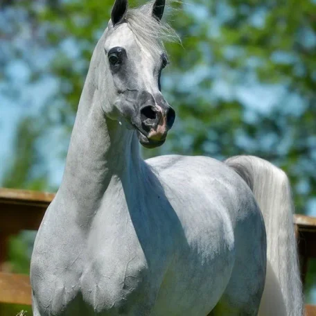 WOW...love the new photos of Jizette! 
I guess she is going back to U.S. Nationals...I wish her and her owners the very best of luck!