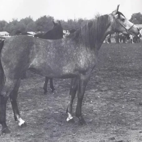 STAR OF BASK++ (*Bask++ x Ariefa by Aarief) ~ 1st *Bask++ foal for the Mekeel Horse Ranch