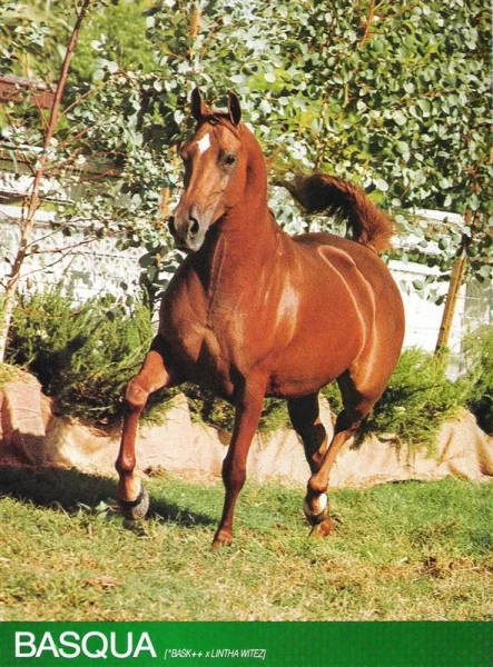 Basqua
