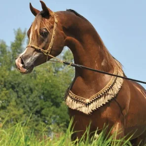 Ajman Moniscione