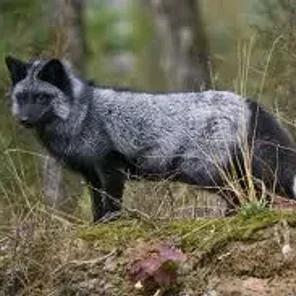 Silver (Siberian)