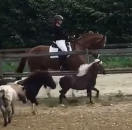 Miniature horse ‘with attitude’ struts his stuff