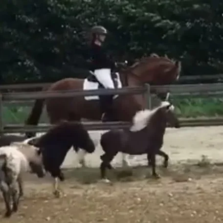 Miniature horse ‘with attitude’ struts his stuff