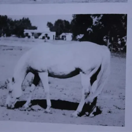 Rafa (Raseyn x Amaana) grey mare, foaled September 19, 1936bred by W.K. Kellogg Institute