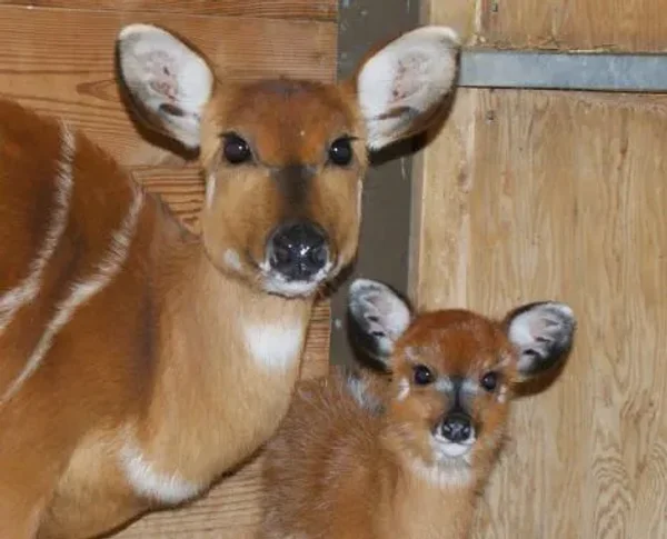 Situtunga Antelope