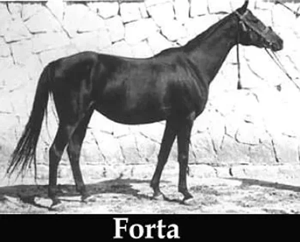 Forta