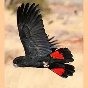 Red-tailed Black