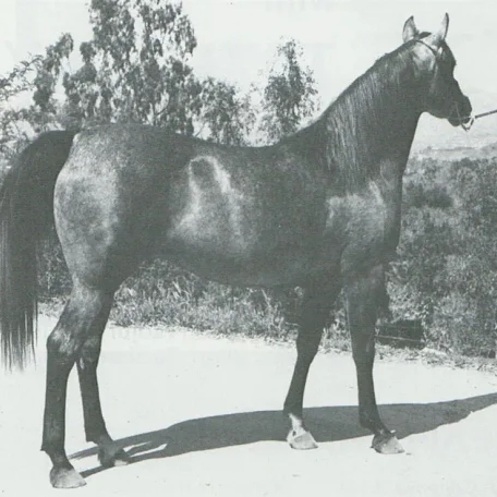 STAR OF BASK++ (*Bask++ x Ariefa by Aarief) ~ The Mekeels' first *Bask foal