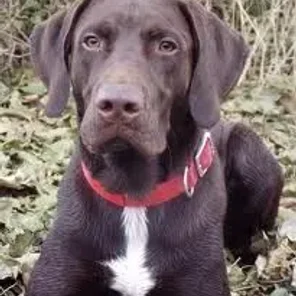 German Shorthaired Lab (Designer Dog)