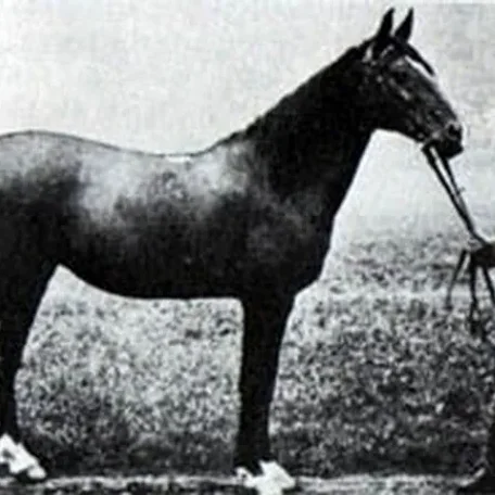 Meshura