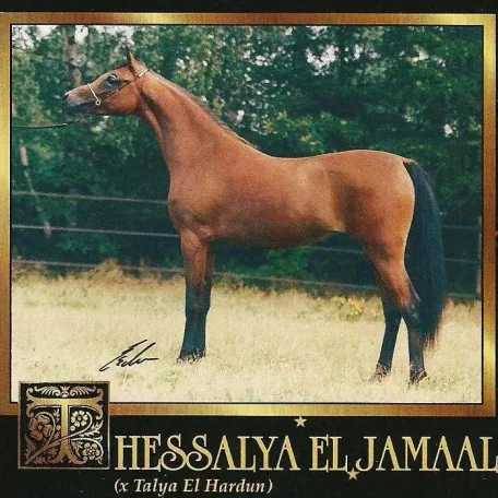 Thessalya El Jamaal