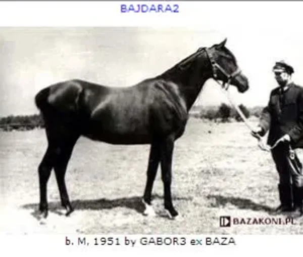 Bajdara