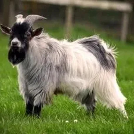 A pygmy goat is a breed of miniature domestic goat. Pygmy goats tend to be kept as pets primarily, though also work well as milk producers and working animals. The pygmy goat is quite hardy and can adapt to virtually all climates.