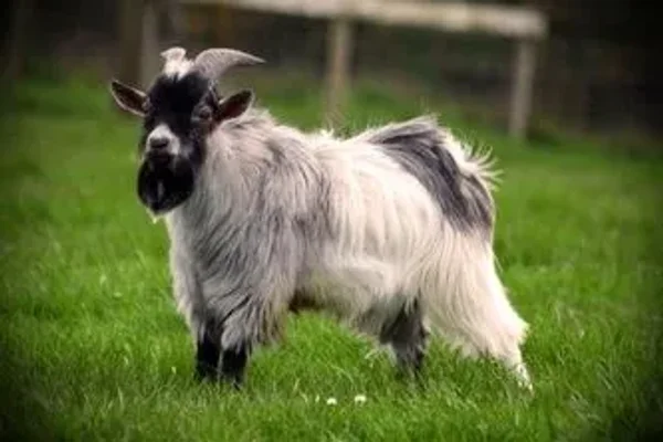A pygmy goat is a breed of miniature domestic goat. Pygmy goats tend to be kept as pets primarily, though also work well as milk producers and working animals. The pygmy goat is quite hardy and can adapt to virtually all climates.