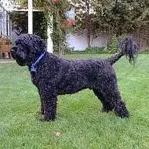 Portuguese Water Dog