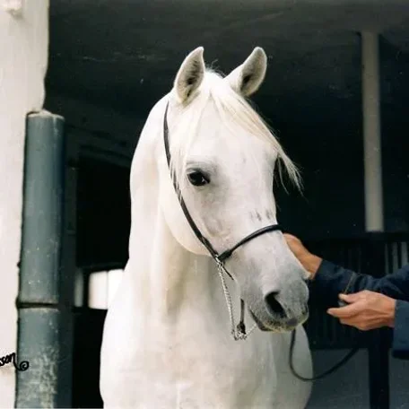 PALAS