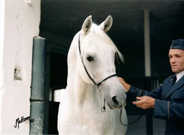 PALAS