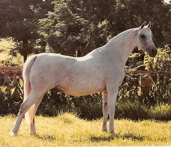 Talbreena