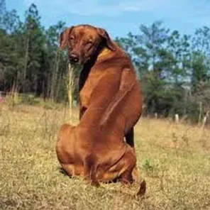 Rhodesian Ridgeback