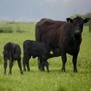 Wagyu