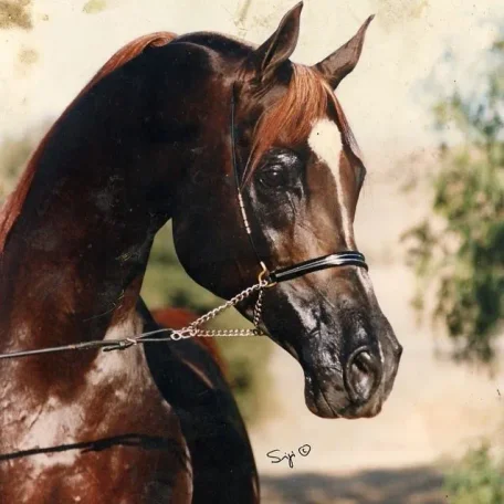 *Sharem El Sheikh
(*El Shaklan × *Samanna GRSB)
Chestnut Stallion, Born 1983