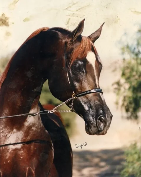 *Sharem El Sheikh
(*El Shaklan × *Samanna GRSB)
Chestnut Stallion, Born 1983