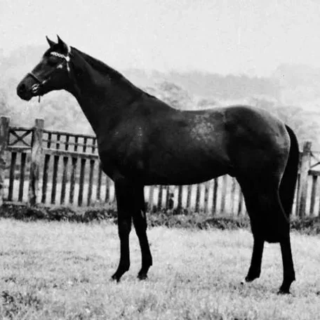 History of the Thoroughbred Horse